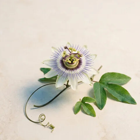 Pasiflora
